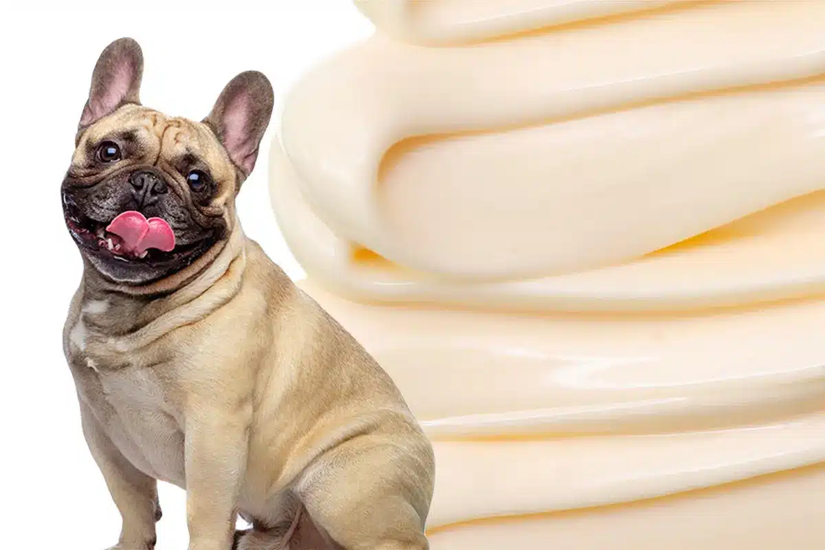 Can Dogs Eat Mayo? A Saucy Investigation Into Your Pup's Diet! Can Dogs Eat Mayo? A Saucy Investigation Into Your Pup's Diet!
