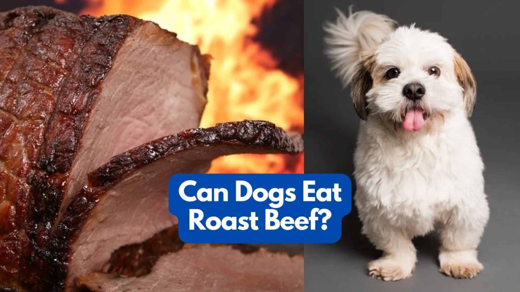 can dogs eat roast beef?