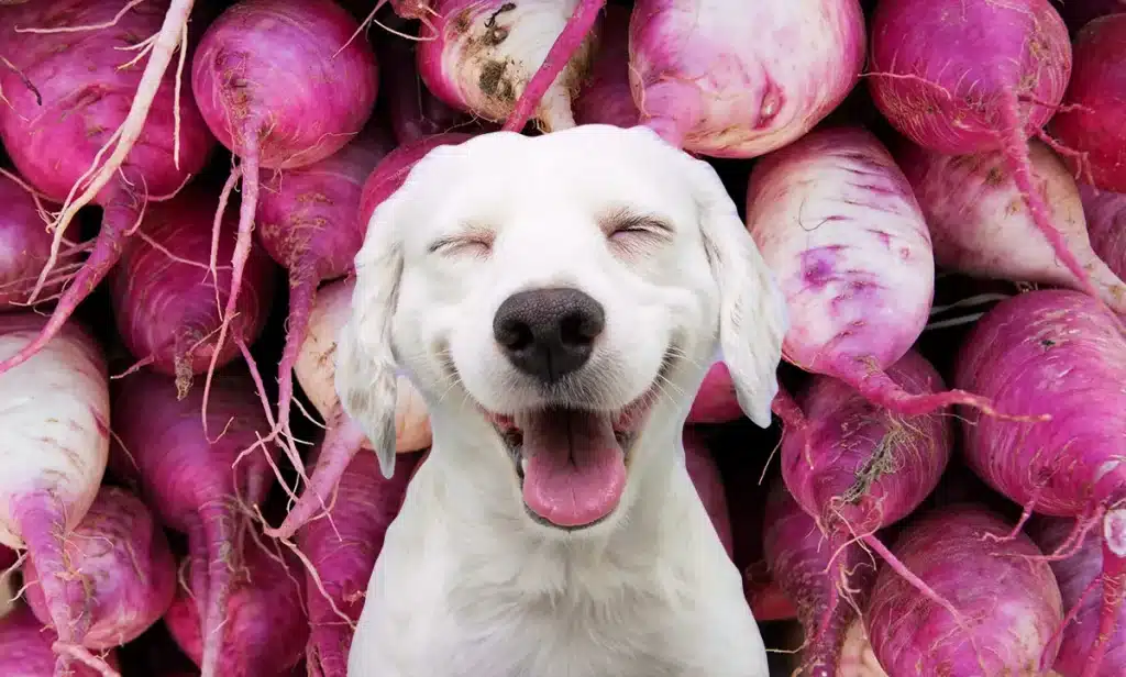 can dogs eat turnips?
