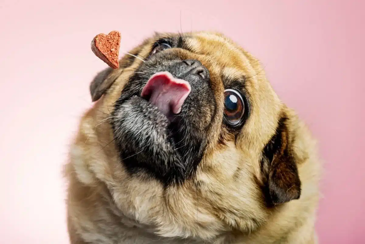 Can Dogs Eat Chex Mix? A Munchable Mystery Unleashed