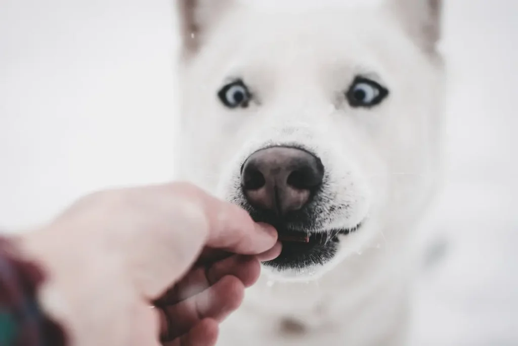 can dogs have vienna sausages?