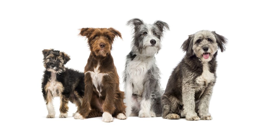 can you register a mixed breed dog