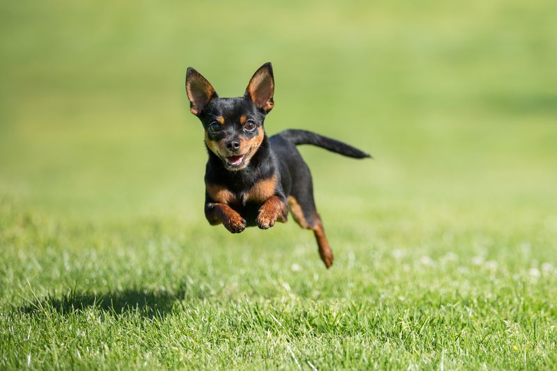 chihuahua-dog-running-across-grass