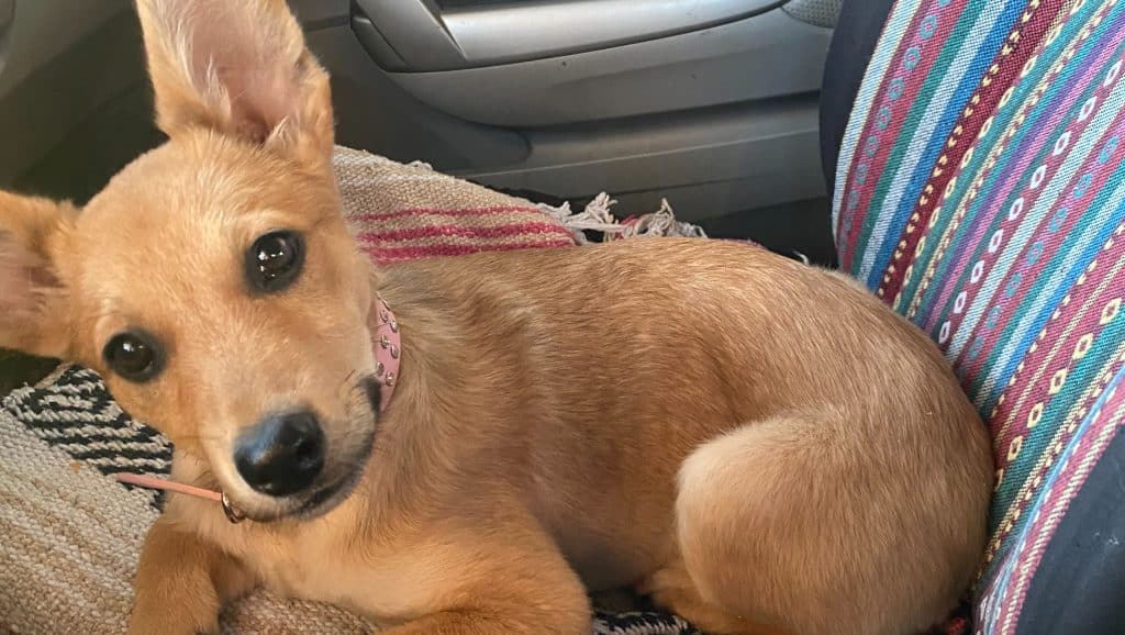 chisenji dog breed
