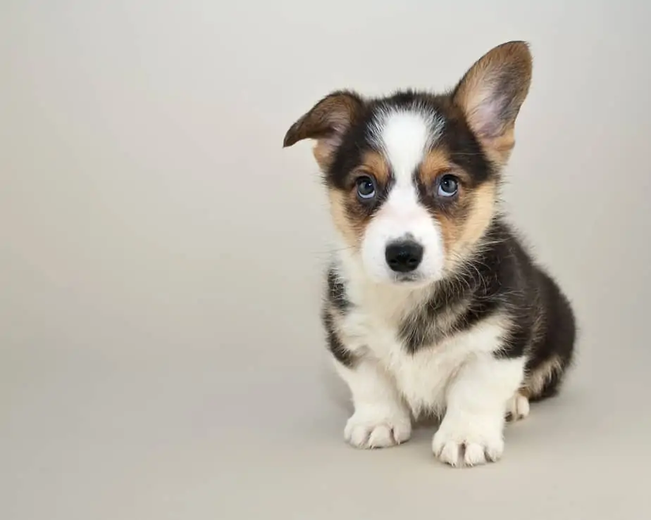 corgi-puppy-one-floppy-ear