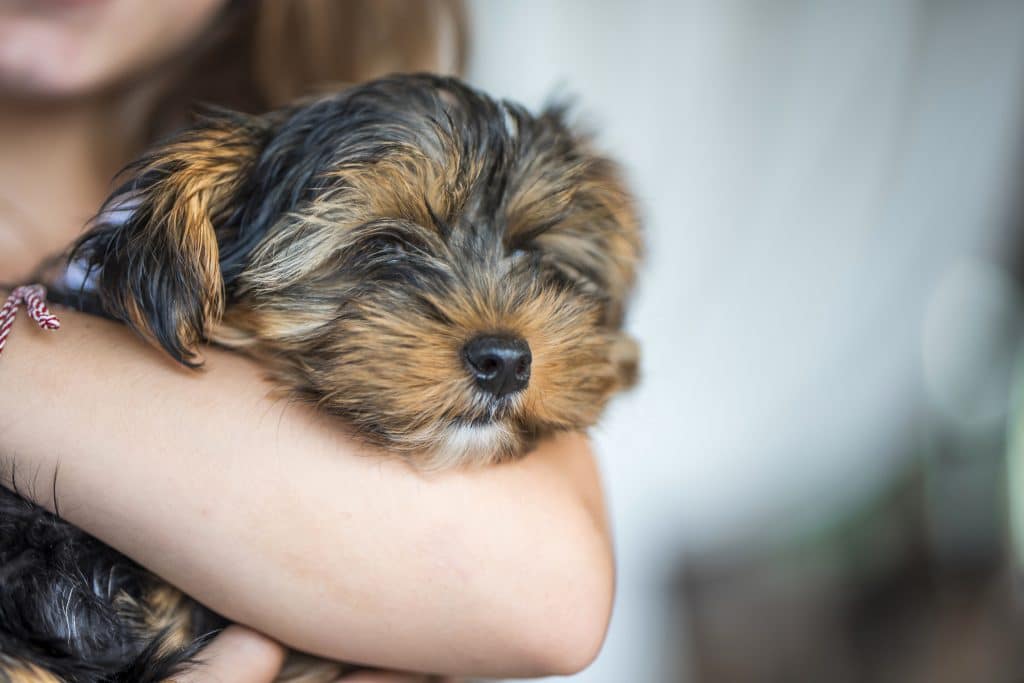 Little girl holding cute little puppy, yorkshire terrier.