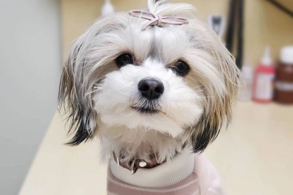 cute morkie