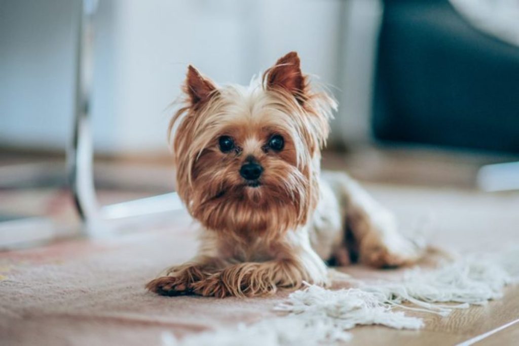 cutest-dog-breeds-yorkshire-terrier