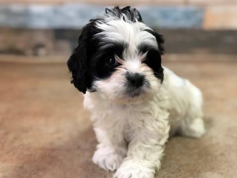 daisy dog