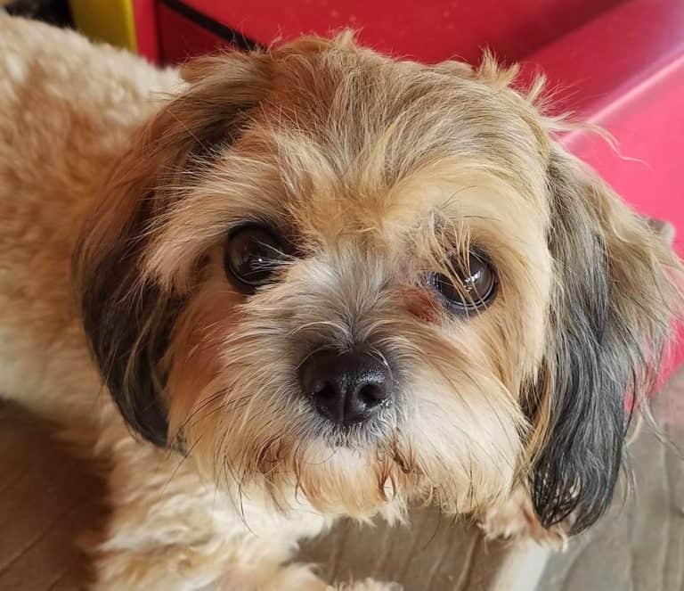 All about the Daisy Dog Breed and what the heck is it?