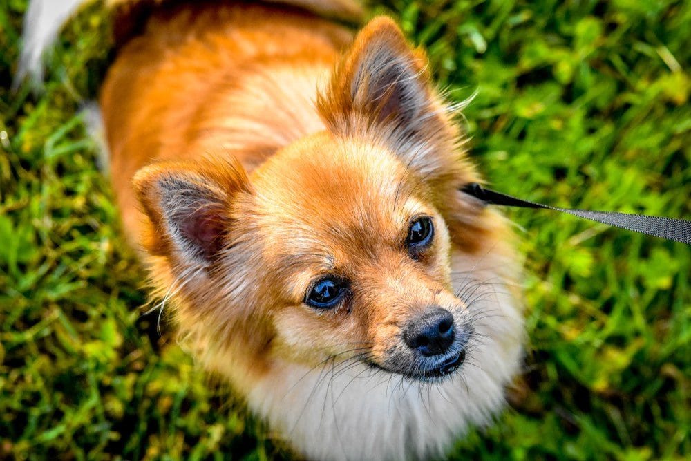dameranian breed