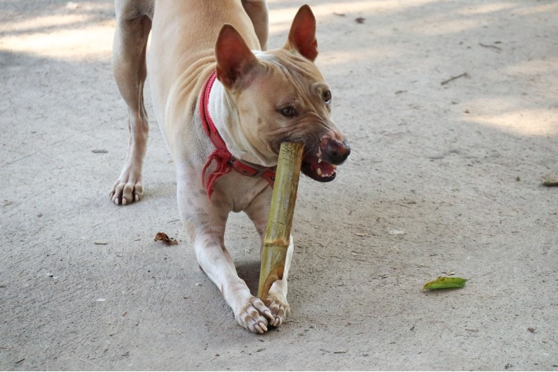 dog-bites-the-bamboo