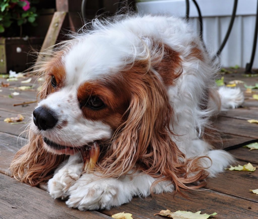 dog eating duck feet