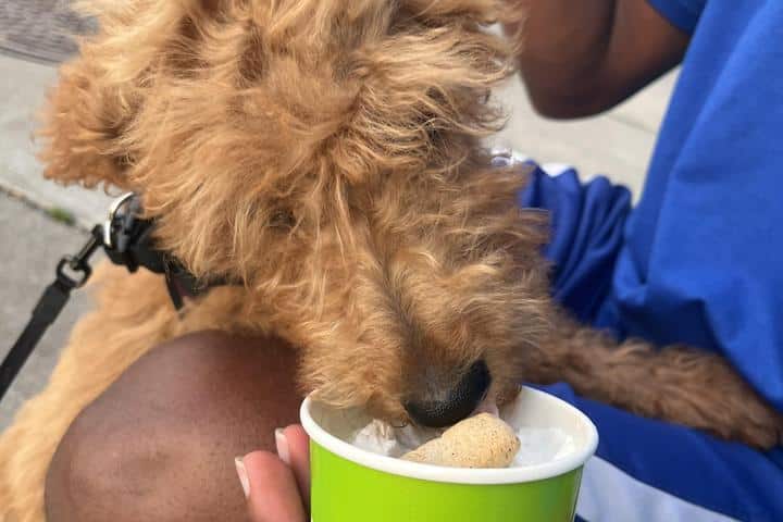 dog eating ice cream
