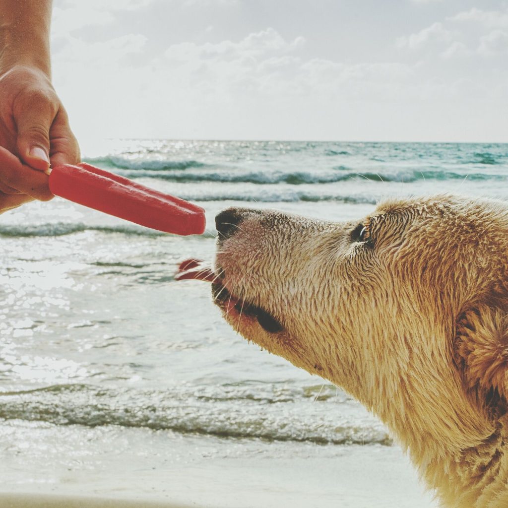 dog eating popsicle