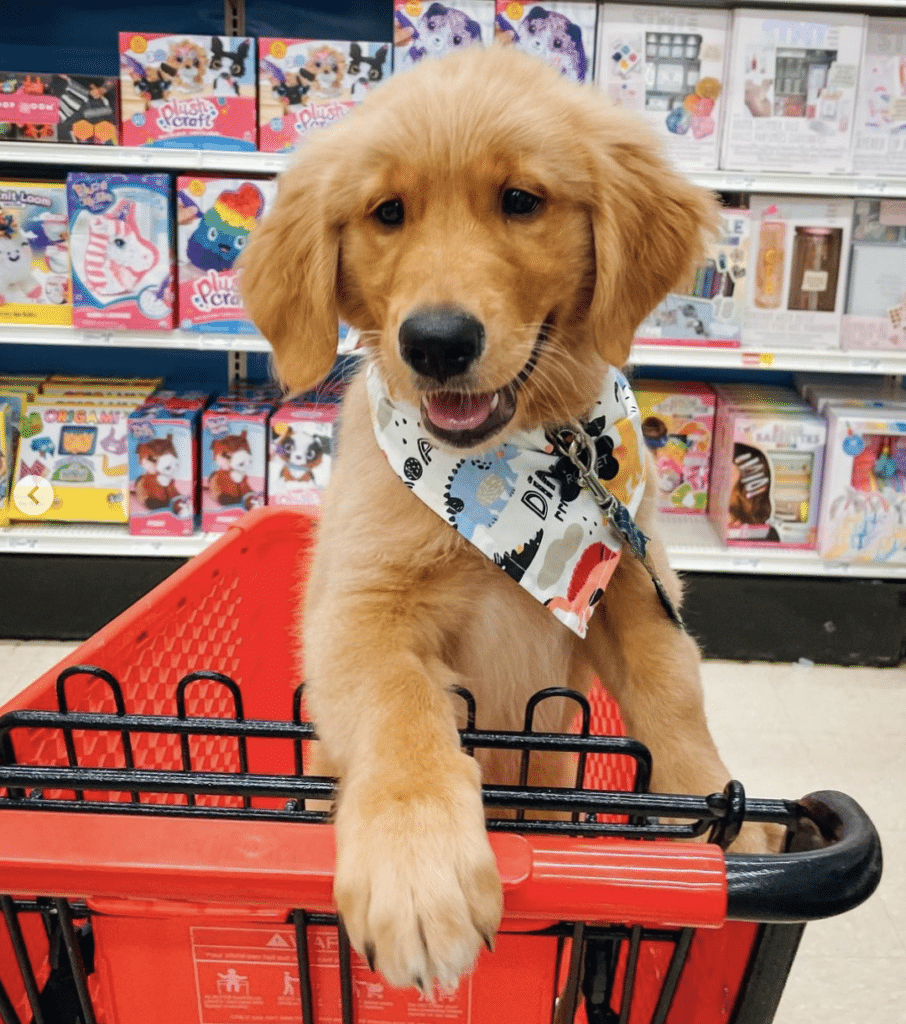 dog friendly stores