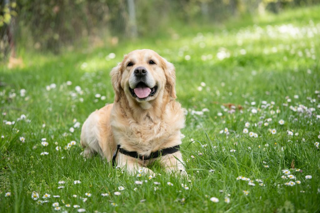 dog grooming tips