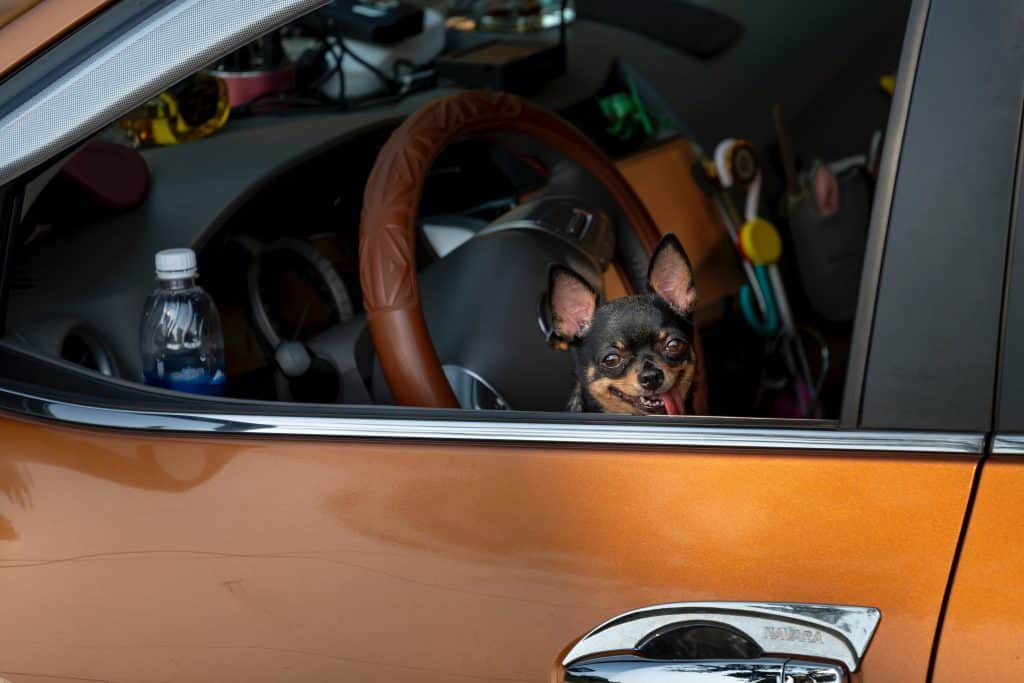 dog in car