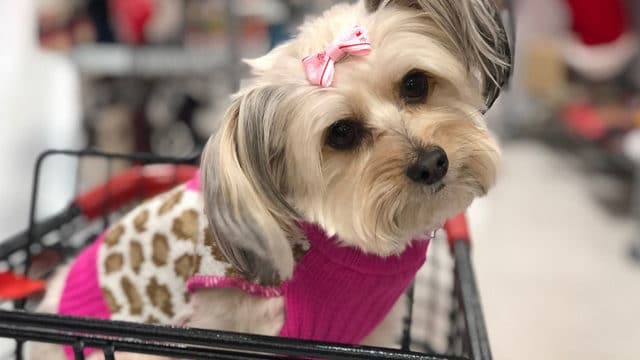 dog in shopping cart