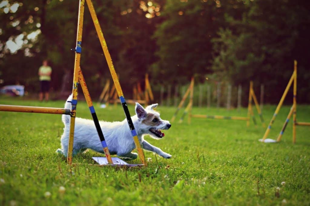 dog in training