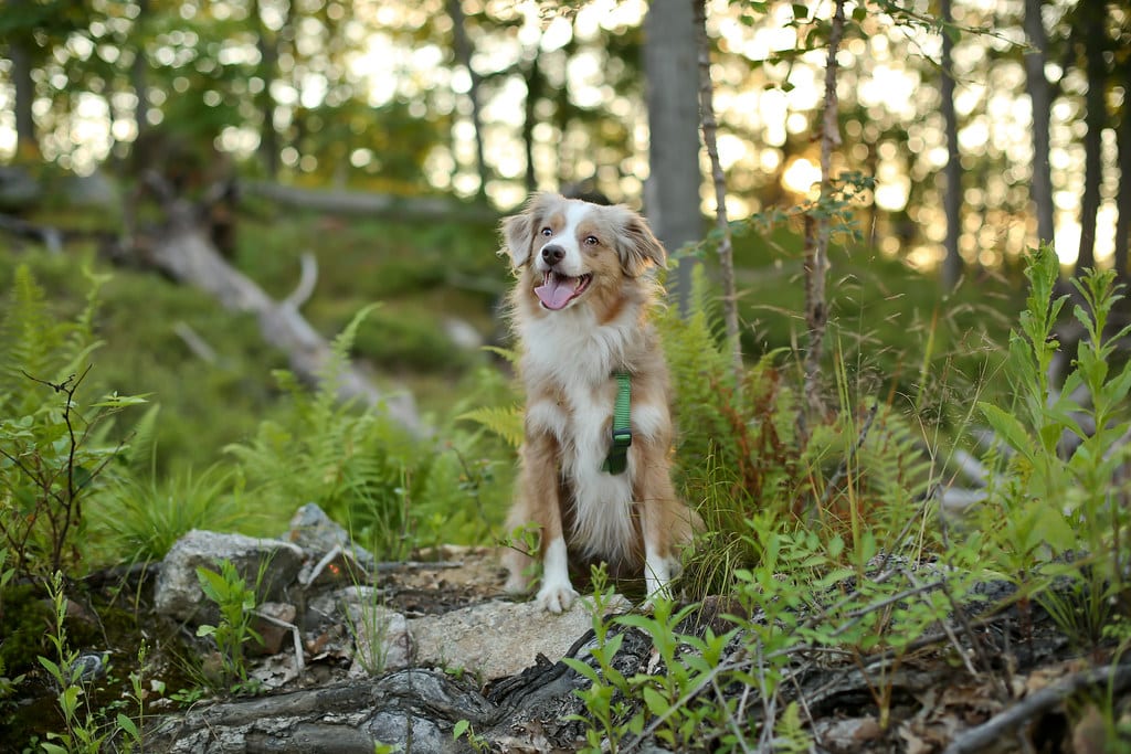 dog in woods
