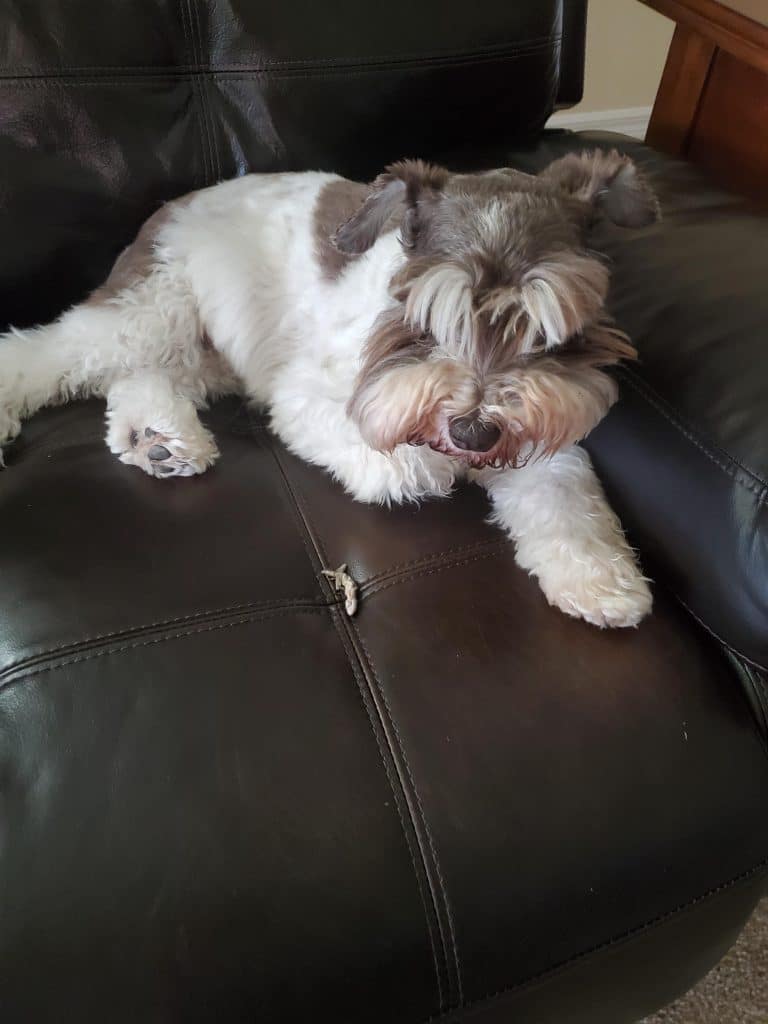 dog with dead skink