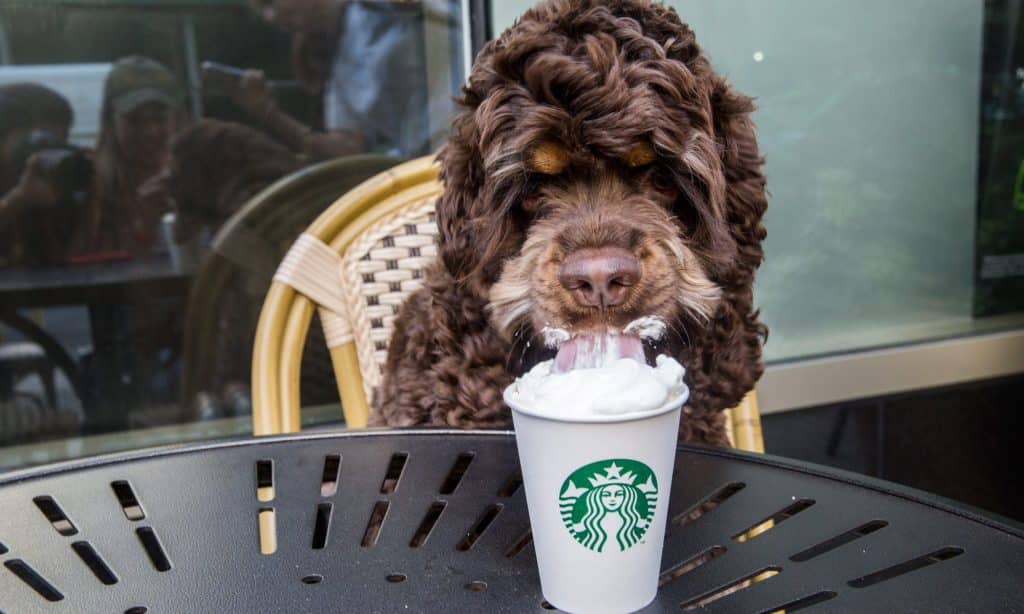 dog with puppuccino