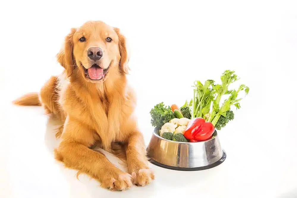 golden-retriever-portrait-with-vegetables