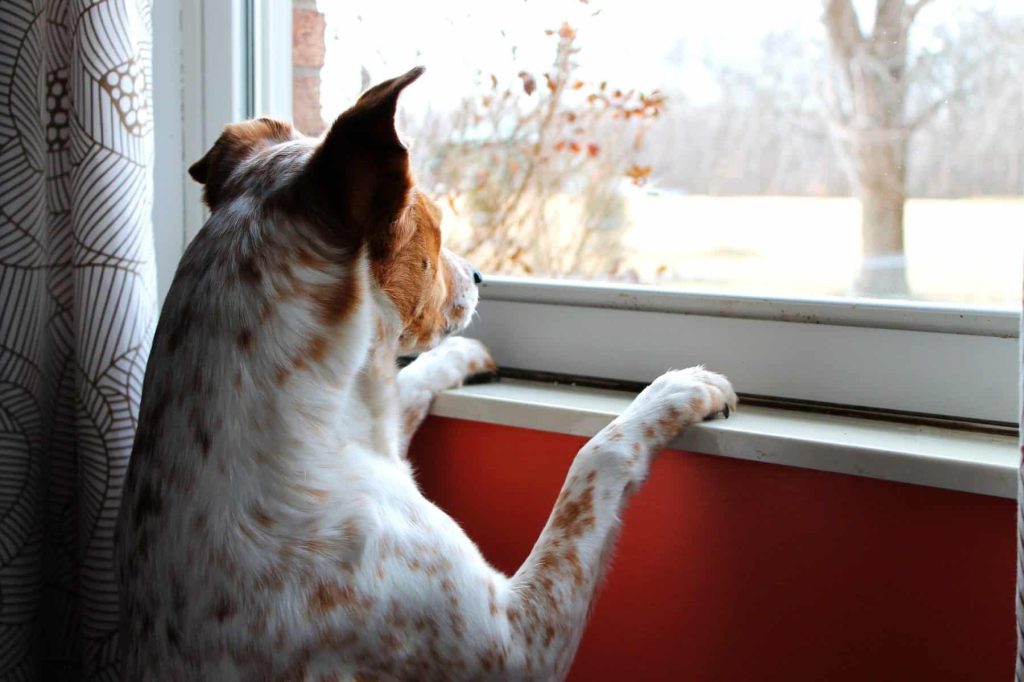 how long can i leave my dog alone?