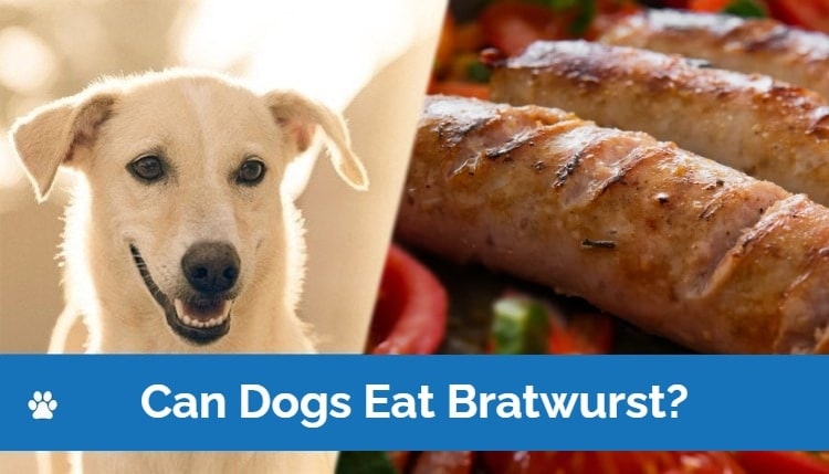 is bratwurst ok for dogs?