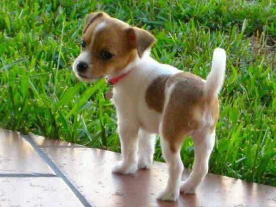 Jack Chi A Jack Russell Terrier Chihuahua Mixed Breed Guide Jack Chi A Jack Russell Terrier Chihuahua Mixed Breed Guide