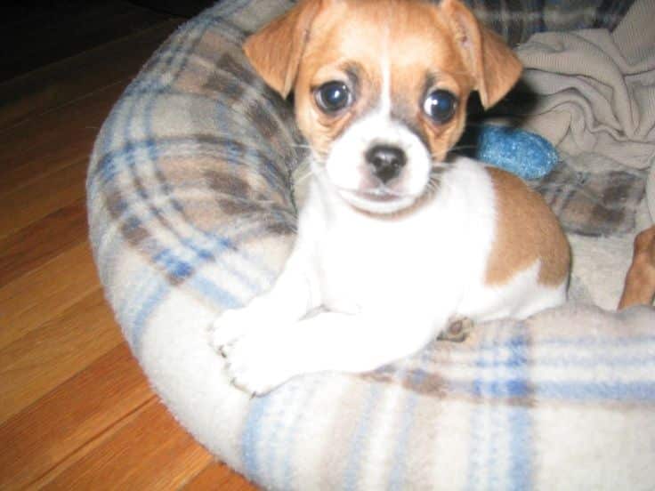 Jack Chi A Jack Russell Terrier Chihuahua Mixed Breed Guide Jack Chi A Jack Russell Terrier Chihuahua Mixed Breed Guide