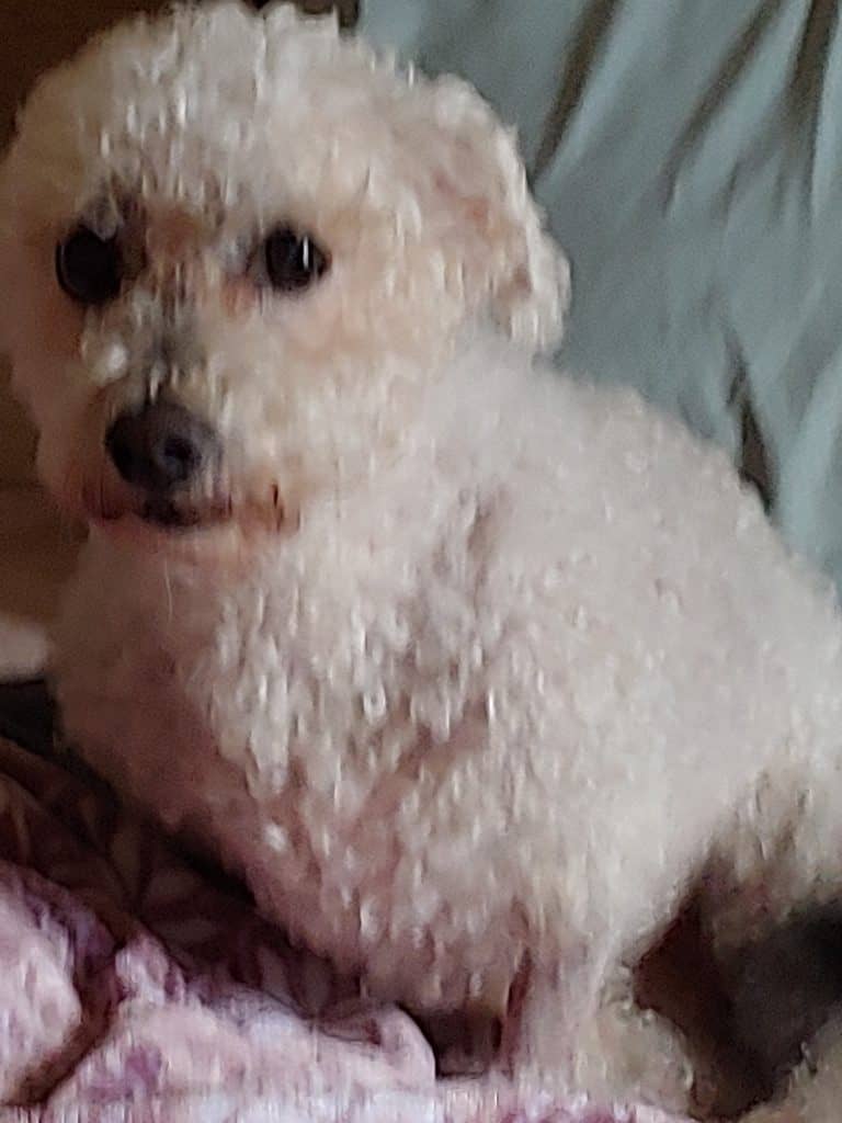 JuJu our Bichon Frise