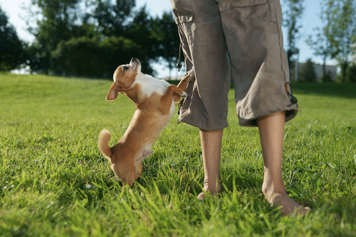Why Won't My Dog Leave Me Alone?