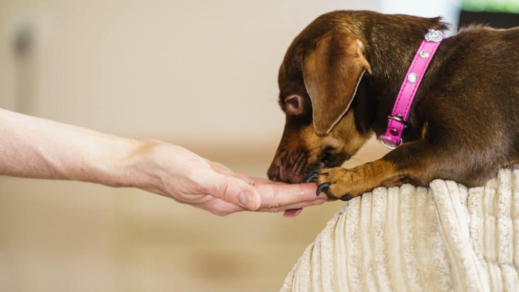little dog eating from hand