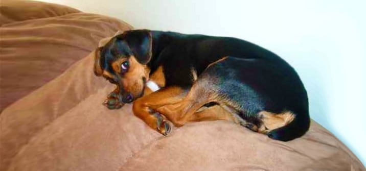 meagle dog