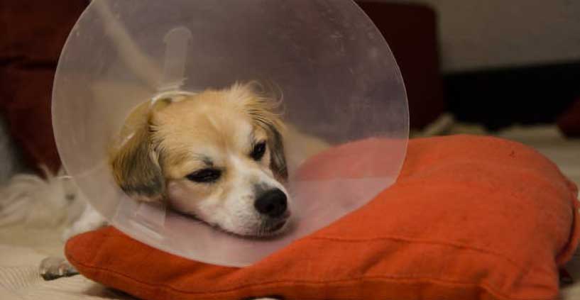 my dog wears a cone
