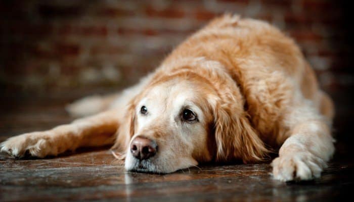 dog arthritis