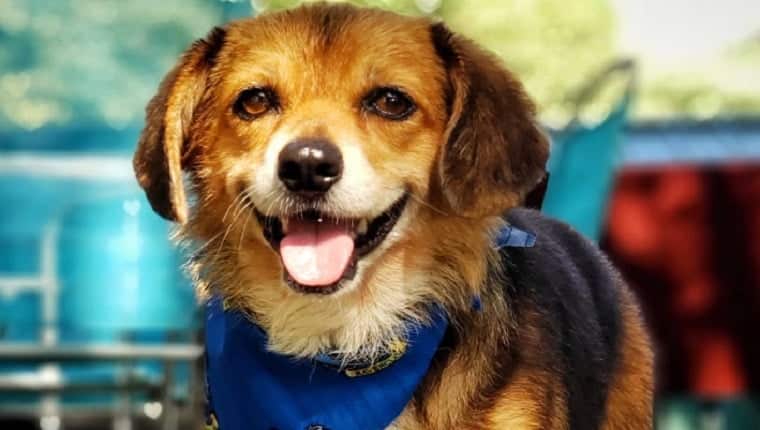 pomeagle-mixed-dog-breed