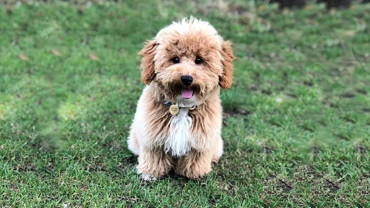 poochon teddy bear