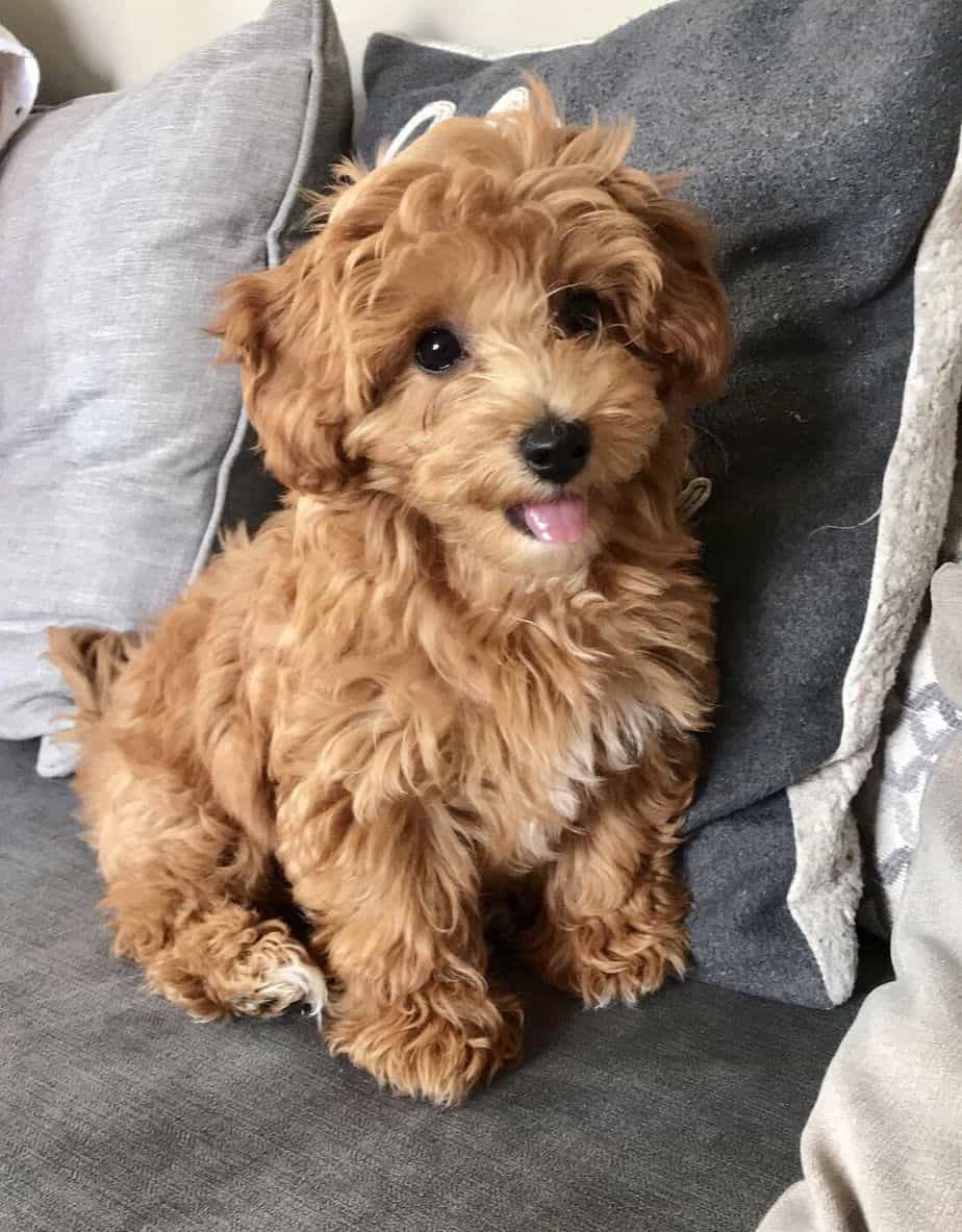 coton poodle mix dog