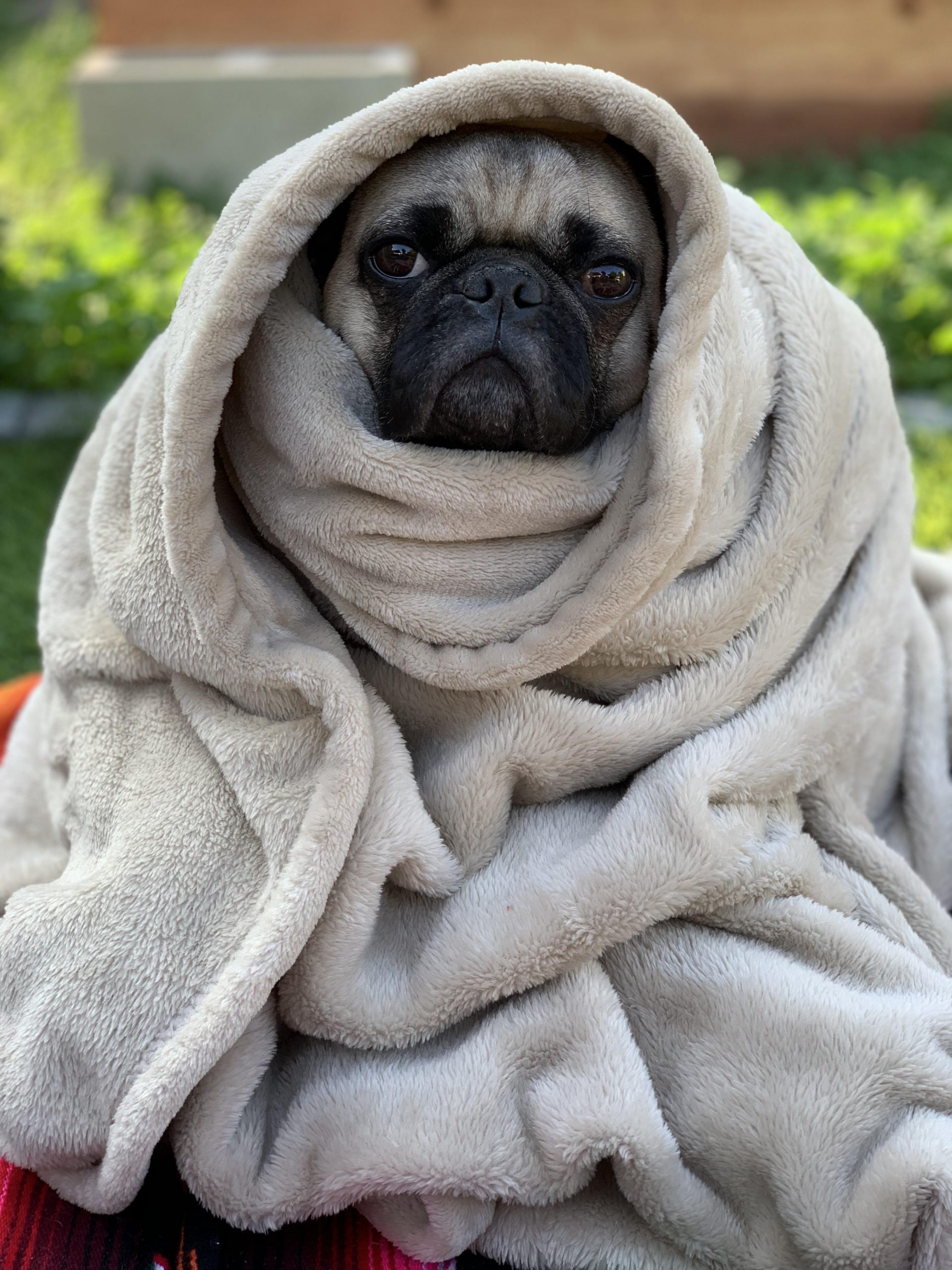 How To Make Your Home Pet Friendly With A Few Adaptations