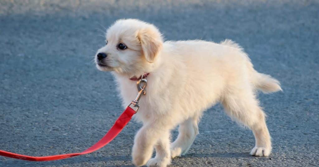 puppy on leash