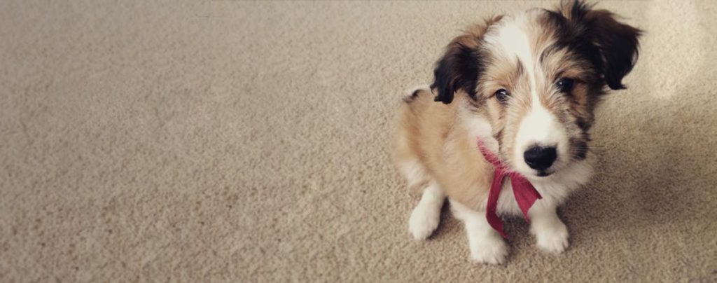 Shellion Dogs A Tail Of Two Breeds: Discovering The Loveable, Loyal Shelchon