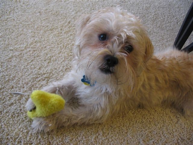 shih tzu schnauzer mix