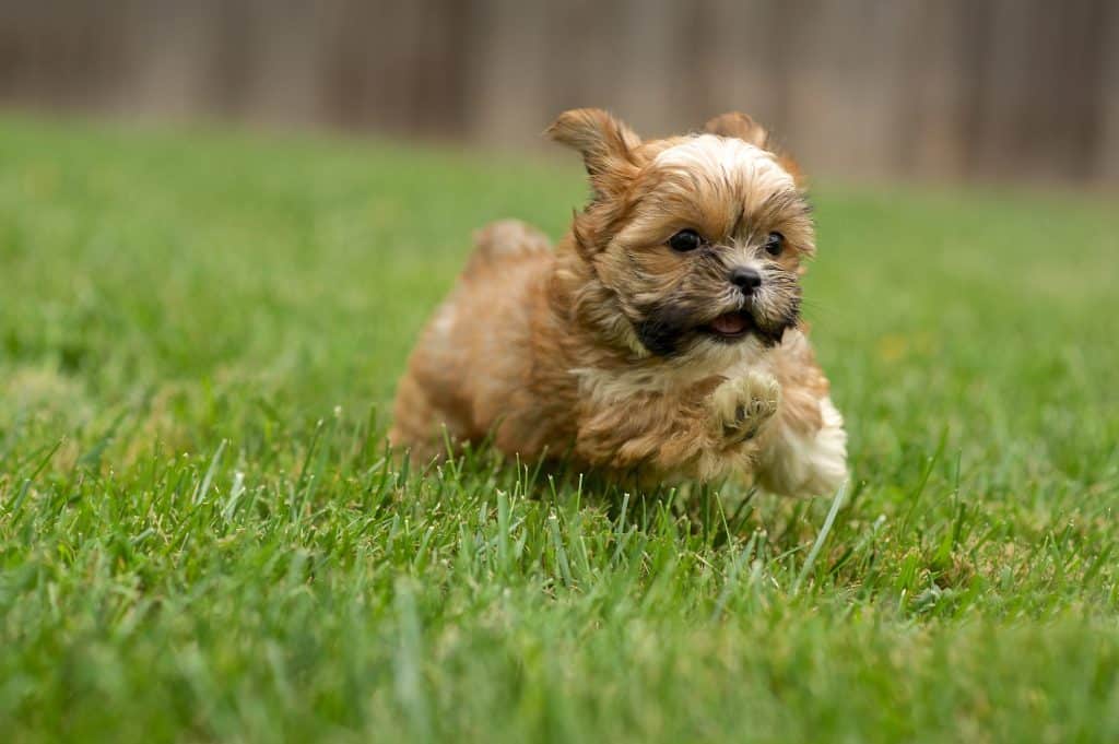 shorkie-mixed-dog-breed