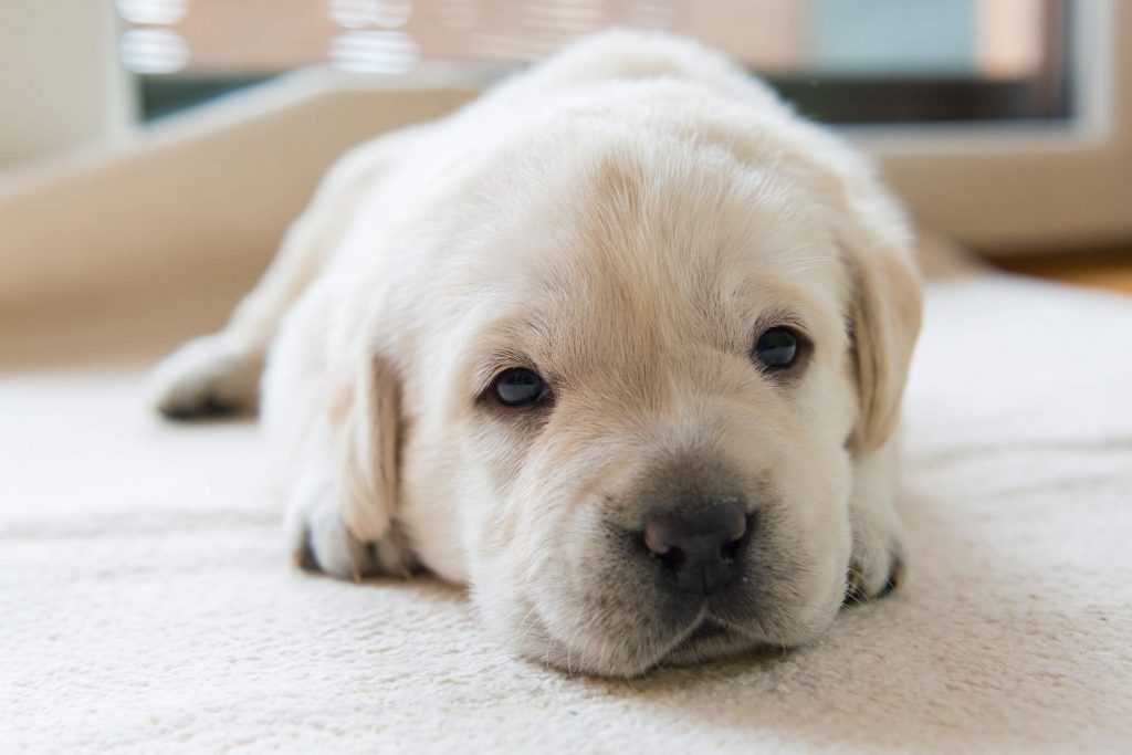 sick puppy