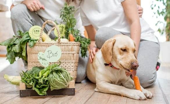 veggetables-for-dogs