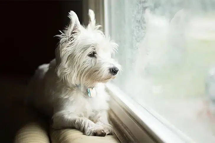 westie-looking-out-window