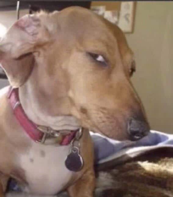 what is dogs side eye?